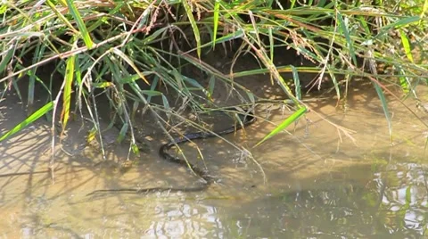 Grass snake Stock Footage 8738853
