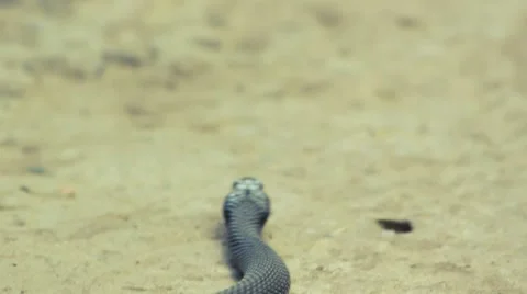 Grass snake Stock Footage 8751672