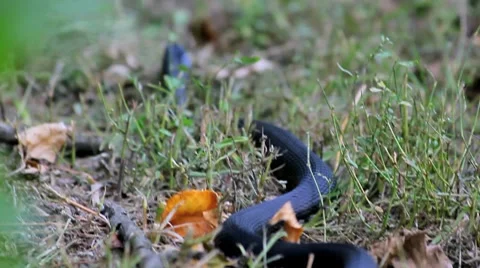 Grass snake Stock Footage 8752451