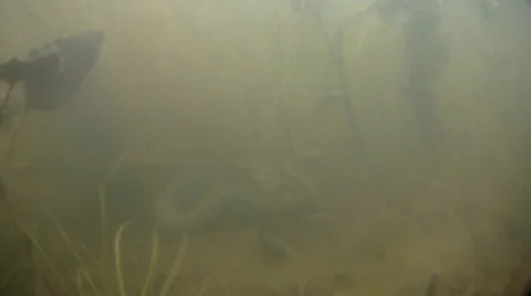 Grass snake 動画素材 32052782