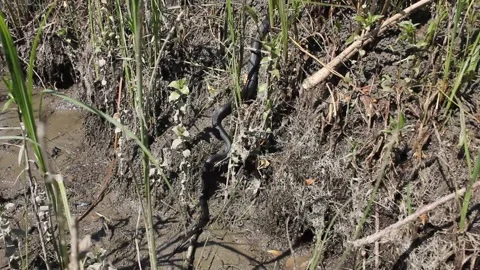 Grass snake Stock Footage 132909886