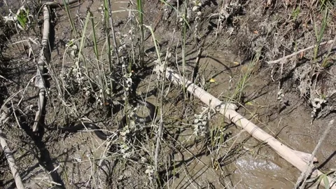 Grass snake Vídeo Stock 132910007