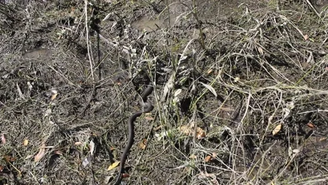 Grass snake Stock Footage 132910027