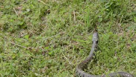 Grass Snake Vidéo 158992242