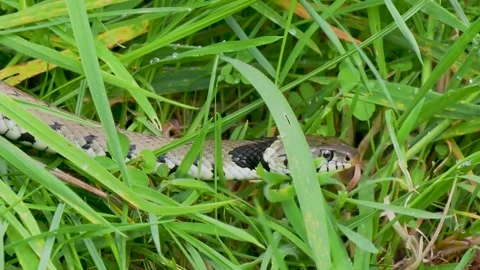 Grass Snake Stock Footage 249808910