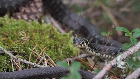 The grass snake Stock Footage 282588059