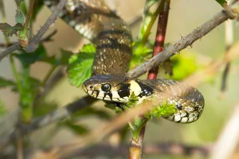 Grass snake in forest background / Natrix natrix Stock Photos
