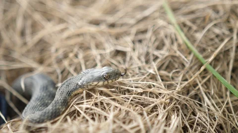 Grass Snake In Forest Early Spring Forest. Video stock 105160665