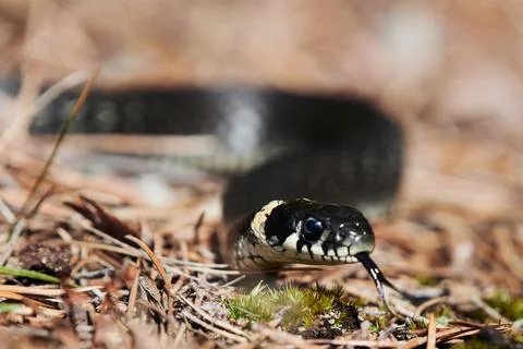 Grass snake in the forest Stock Photos