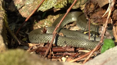 A grass snake in the garden in summer 動画素材 136626838