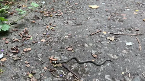 GRASS SNAKE GOING Stock Footage 276860409