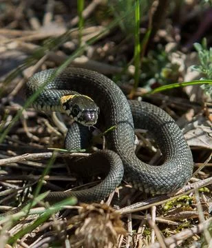 Grass snake in the grass Foto stock