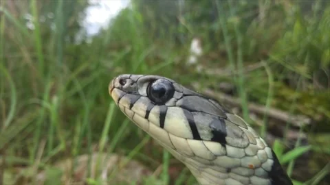 Grass Snake in Grass Sensing Its Surroundings With Its Tongue Stock Footage 338282826