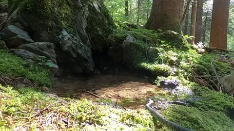 Grass snake grass snake (Natrix natrix) Stock Footage 239937492