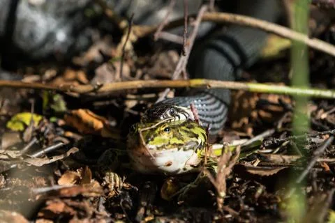 Grass snake with green frog Stock Photos