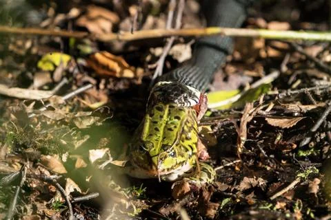 Grass snake with green frog Stock Photos