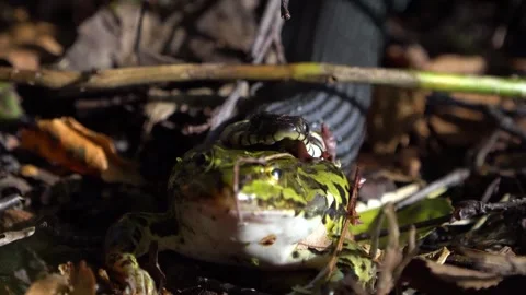 Grass snake with green frog video Stock Footage 244566938
