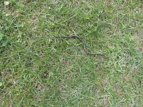 Grass snake in the green grass crawling writhing Stock Photos