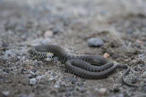 Grass snake on the ground Stock Photos