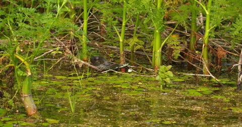 Grass snake hidden in fine-leaved water-dropwort in pond Stock Footage 262539187