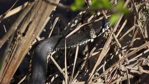 Grass Snake Hides in the Dry Grass Stock Footage 103286394
