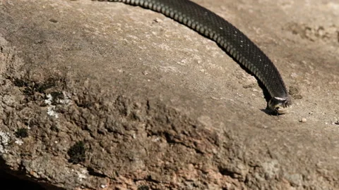 The grass snake hunts by crawling on rocks. Stock Footage 145517443