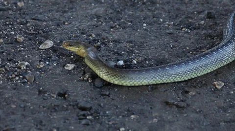 Grass snake, Italy Stock Footage 34408626