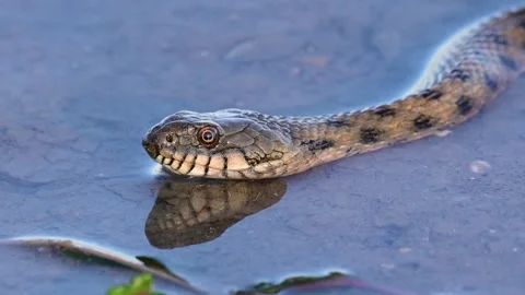 Grass snake by the lake in the wild (Natrix natrix) Stock-Footage 310575428
