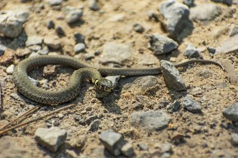 A grass snake lying on the ground Stock Photos
