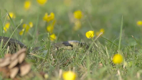 Grass snake moving through buttercup meadow Stock Footage 297659312