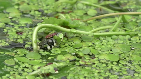 Grass snake Natrix natrix 11 25p waiting for prey Stock-Footage 171573360