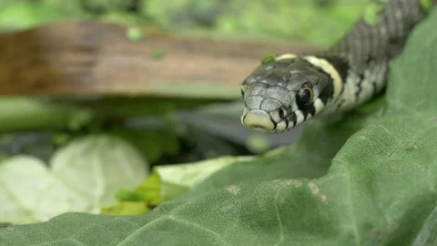 Grass snake Natrix natrix 15 25p close up of head tongue flicking Stock Footage 171573440