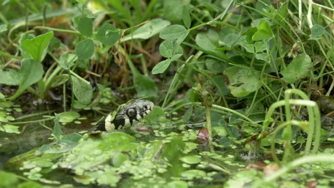 Grass snake Natrix natrix 16 25p swimming in water Stock Footage 171573555