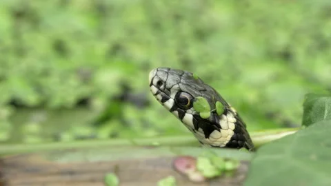 Grass snake Natrix natrix 17 25p head tongue flicking Video stock 171573661