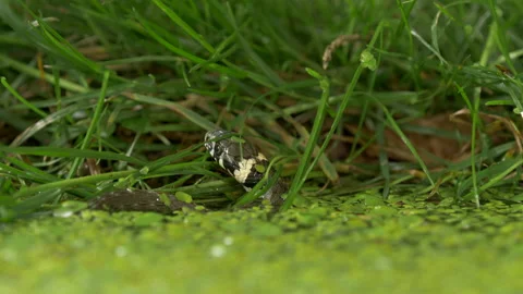 Grass snake Natrix natrix 2 25p moves into grass from water Video stock 171572958
