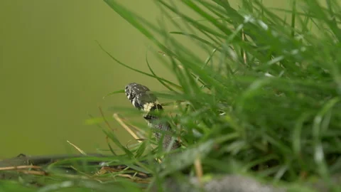 Grass snake Natrix natrix 3 25p in grass tongue flicking Stock Footage 171573603
