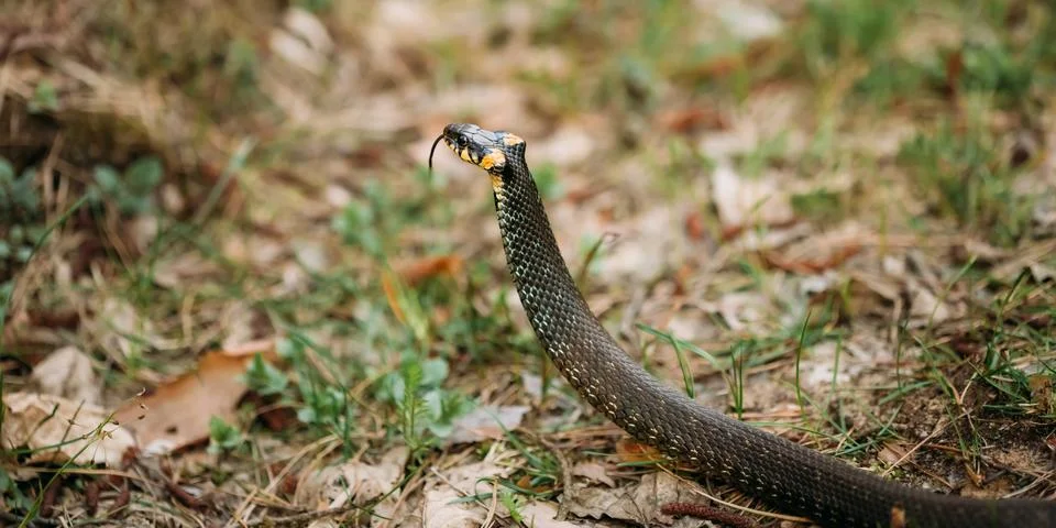 Grass Snake - Natrix Natrix- Adder Head Raising Defensiveness In Forest Early Stock Photos