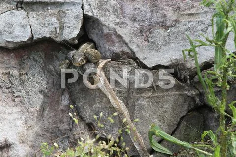 Grass snake (natrix natrix) and dice snakes (natrix tessellata) looking ...