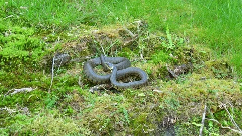 Grass snake Natrix natrix basking with head up on mossy slope Stock-Footage 82666976