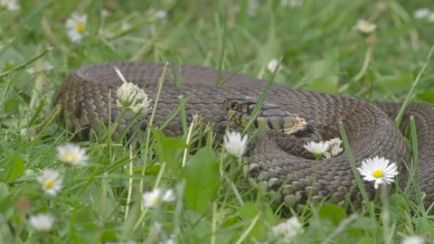 Grass snake  Natrix natrix coiled up in meadow Video stock 297660117