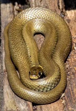 A grass snake (Natrix natrix) coiled on a board Stock Photos