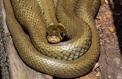 A grass snake (Natrix natrix) coiled on a board Stock Photos