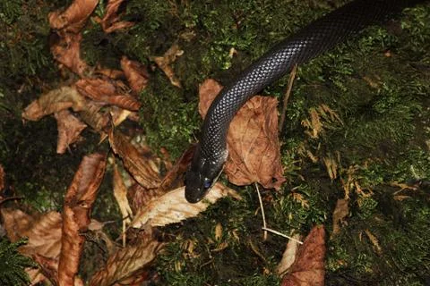 Grass snake Natrix natrix crawling on the surface of the earth with moss and  Stock Photos