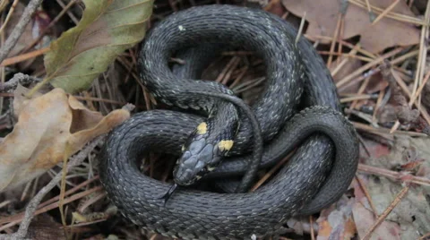 Grass Snake (Natrix natrix). Stock Footage 59944162