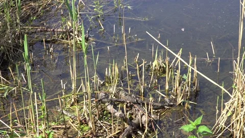 Grass snake (natrix natrix) Stock Footage 132143592