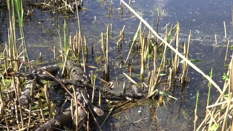 Grass snake (natrix natrix) Stock Footage 132143693