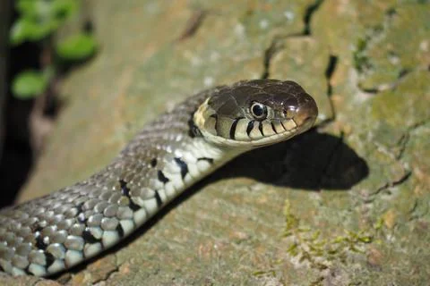 The grass snake (Natrix natrix), found near the Rhein in Germany Stock Photos