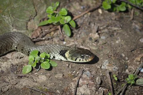 The grass snake (Natrix natrix), found near the Rhein in Germany Stock Photos