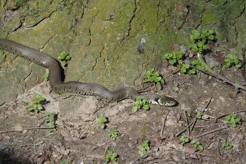 The grass snake (Natrix natrix), found near the Rhein in Germany Stock Photos