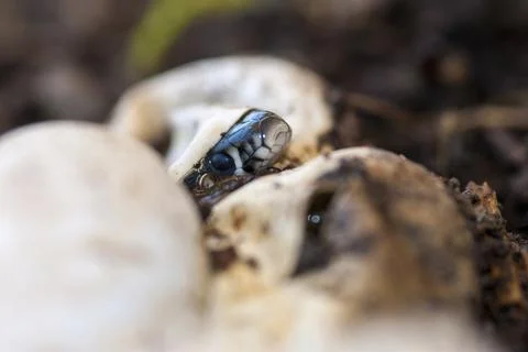 Grass Snake, Natrix Natrix, Grass Snake, Clutch, Critters, Eggs, Reptilia, Stock Photos